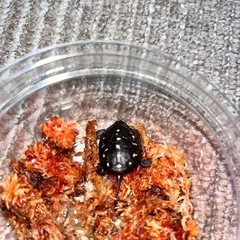 🐢キボシイシガメ🐢好き集まれ〜🐢 - メンバー募集