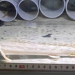 コンギクス×アンソルギー　ポリプテルス　熱帯魚　大型魚　古代魚の画像