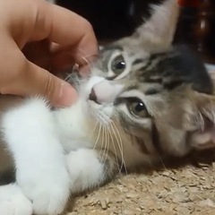 可愛すぎ子猫たくさん♡生後2〜3ヶ月