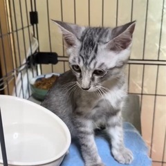 グレーキジ♡サバトラ♡他にも沢山の子猫たち