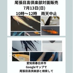 7月13日(日)メダカ対面販売10時〜12時