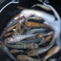 メダカ千で好きなだけ
の画像