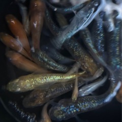 メダカ千で好きなだけ
の画像
