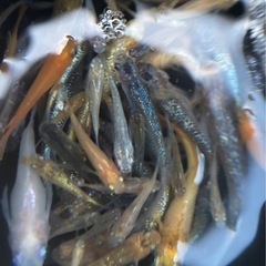 メダカ千で好きなだけ
