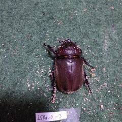 【出品No.25_4】国産カブトムシ　成虫ペア　(個体番号:25Aa-1-5 / 25Ba-0-2)の画像