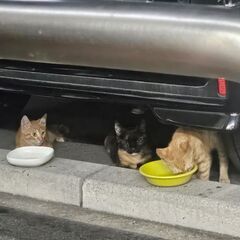 野良猫