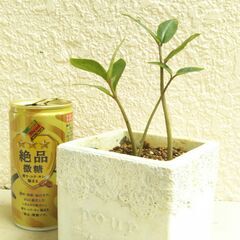 ミニザミオクルカスの画像