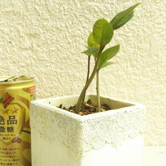 ミニザミオクルカスの画像