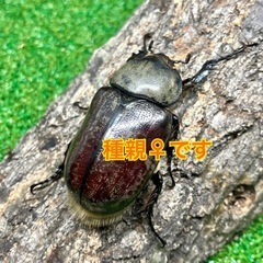 （幼虫5頭）グラントシロカブトの画像