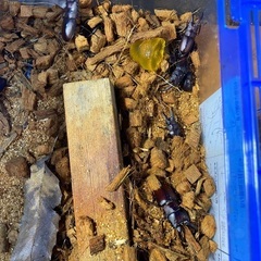 無料！カブトムシ クワガタ 取りたて！の画像