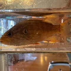 22.TEAMGASA ガサガサグールプオープンチャットメンバー...