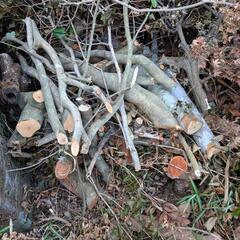 焚き木などにいかがですか？長崎滑石の画像