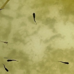 オロチメダカ幼魚15匹の画像