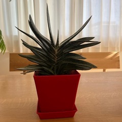 ジュウニのマキ、ガステリア、サンスベリアハニー(多肉植物)特大サイズの画像