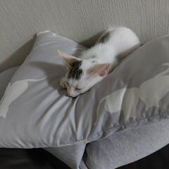 可愛い男の子🐱