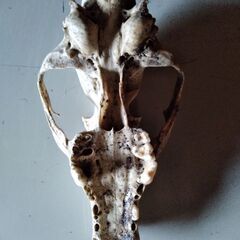 ハクビシン(?)の頭の骨、差し上げます。の画像
