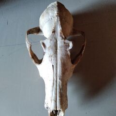 ハクビシン(?)の頭の骨、差し上げます。