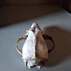 ハクビシン(?)の頭の骨、差し上げます。の画像
