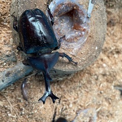 かぶとむしの画像