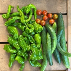 夏野菜7/8②