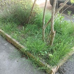 滑川市　庭の草むしり
