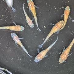 夢中メダカブリード　蜜柑メダカ　の画像