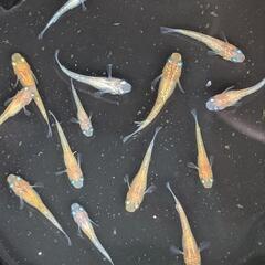 夢中メダカブリード　蜜柑メダカ　の画像
