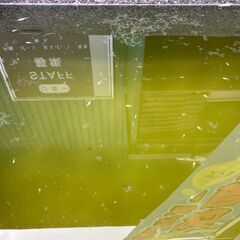 メダカ　ポニョ　稚魚・針子　10匹　1,000円の画像