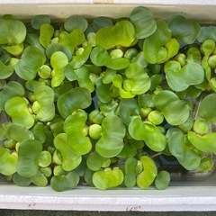 メダカの針子（50匹 ） #6の画像