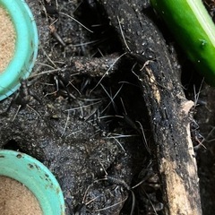 鈴虫すずむしスズムシオスメス混在10匹の画像