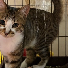 【至急】猫2匹の里親さん募集（8月末まで）