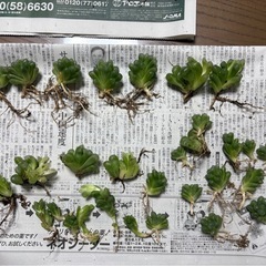 多肉植物ハオルシアの画像