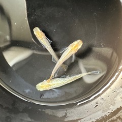 メダカ【レモンスカッシュ】３匹(オス２メス１)産卵中の画像