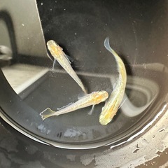 メダカ【レモンスカッシュ】３匹(オス２メス１)産卵中の画像