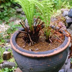 クサソテツ・コゴミ、観葉植物としての画像
