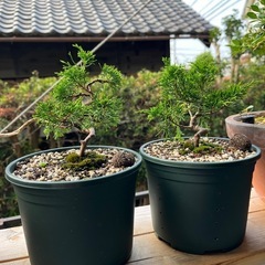盆栽の画像