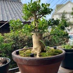 盆栽の画像
