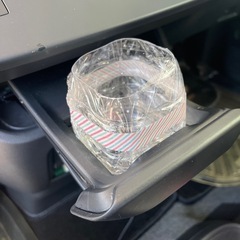 ミナミヌマエビ 10匹  30円/匹の画像