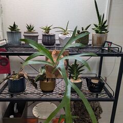 ビカクシダの画像