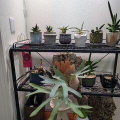 ビカクシダの画像