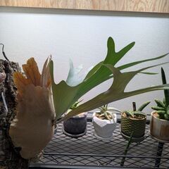 ビカクシダの画像