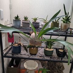 ビカクシダの画像