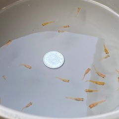 メダカ（10mm前後）の画像