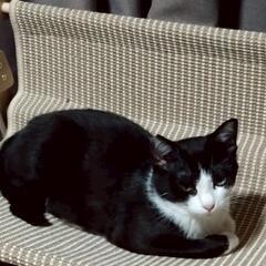 ◎ハチワレ美人子猫さん