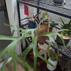 ビカクシダの画像