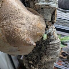 ビカクシダの画像