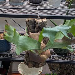 ビカクシダの画像