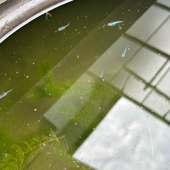 メダカ１匹50円の画像
