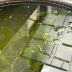メダカ１匹50円の画像