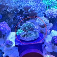 シコロサンゴの画像